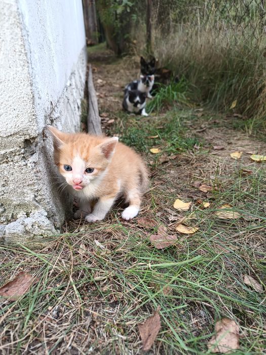 Młode kotki do adopcji
