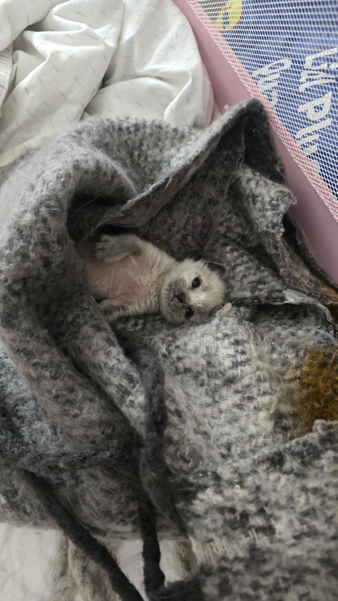 Gatinha bebé para Adoção no final do mes de Julho.