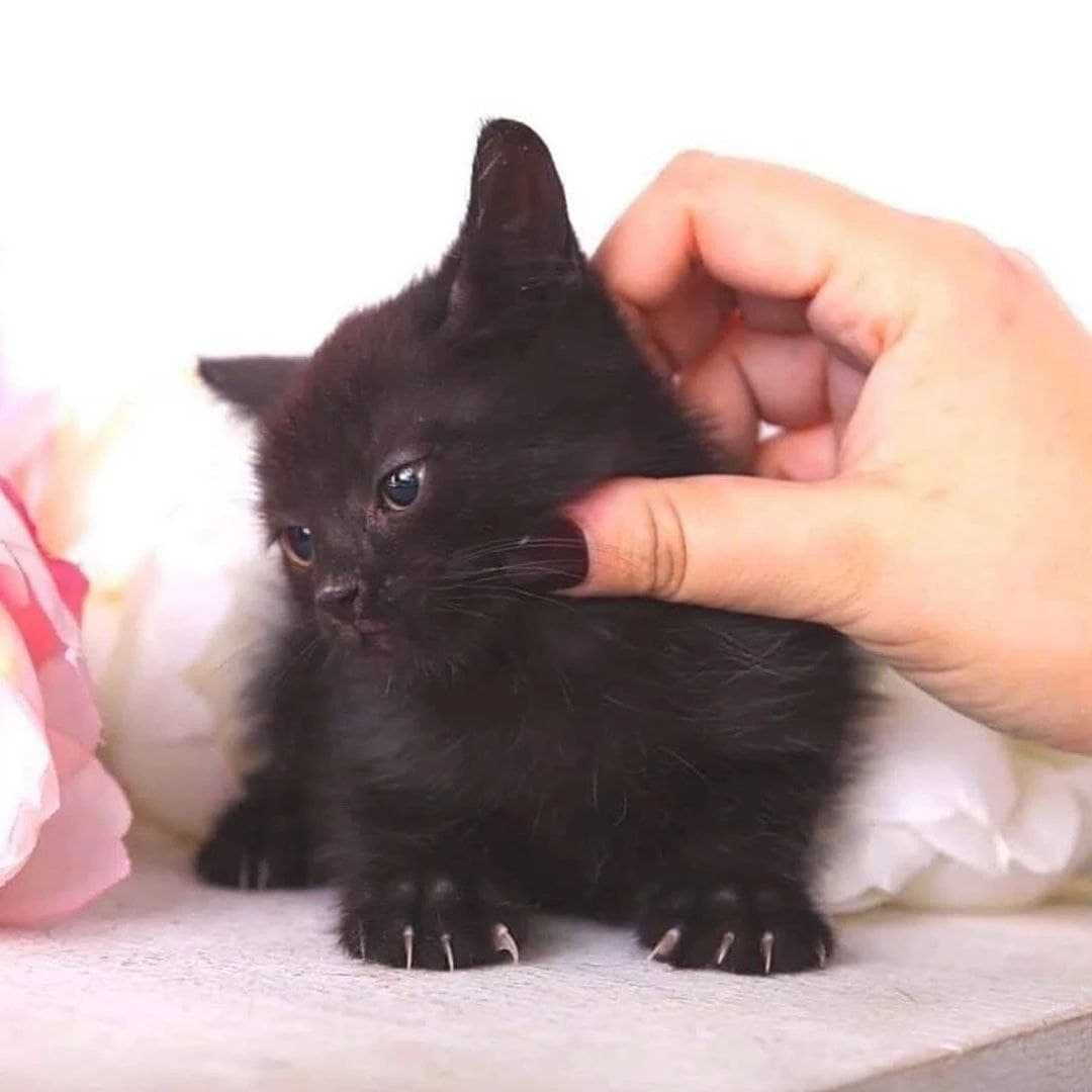 Даруємо котятко. Хлопчик Черниш, 3 місяці