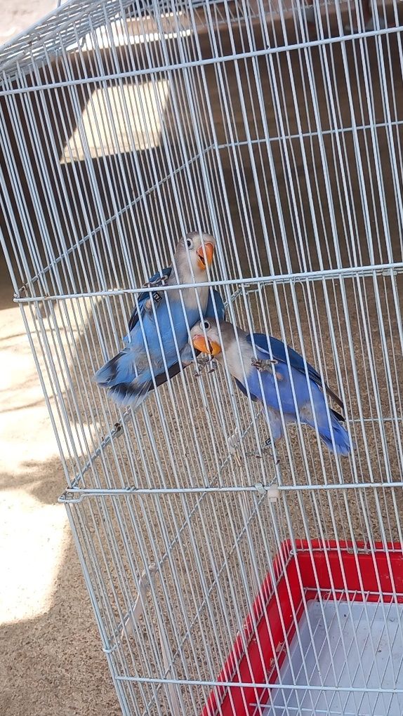 Disponivel agapornis femea