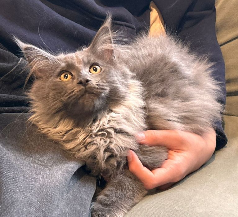 Piękny kocurek OREO Maine coon