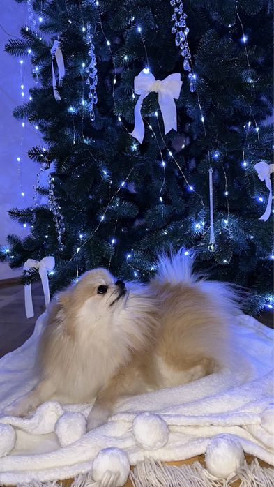 Пропонуємо до в‘язки померанського шпіца