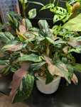 Sadzonki Syngonium Red Spot Tricolor