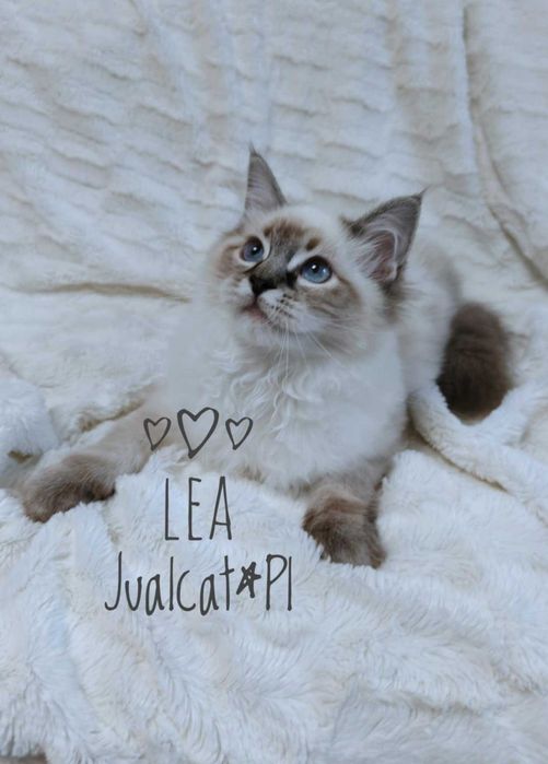 RAGDOLL kotka seal lynx point z rodówodem FPL do ODBIORU