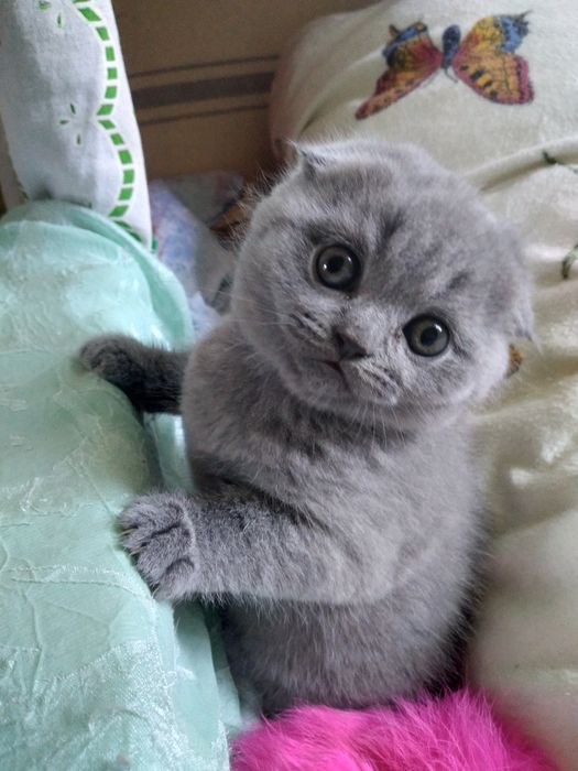 Продам котят от  породистих батьків.