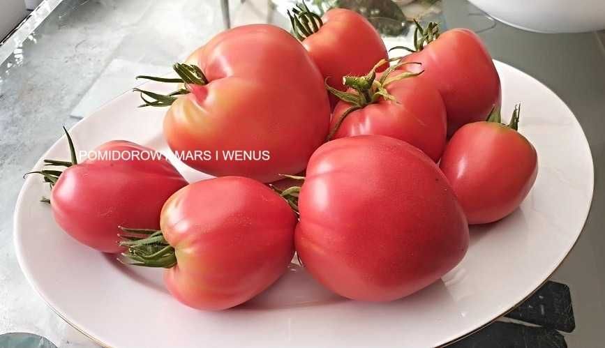 7 Odmian Nasion Pomidora Z Moich Ogłoszeń
