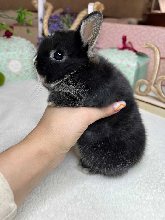 Карликовый кролик черный оттер, торчеухий кареглазик, мини