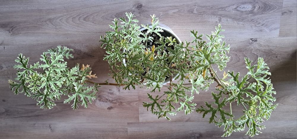Geranium, anginka variegata