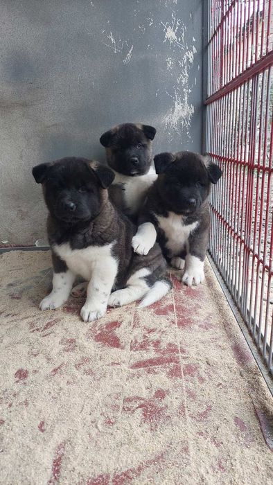 Цуценята американської акіти чистокровні