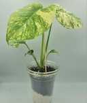Monstera mint,cała roślina 5 liści