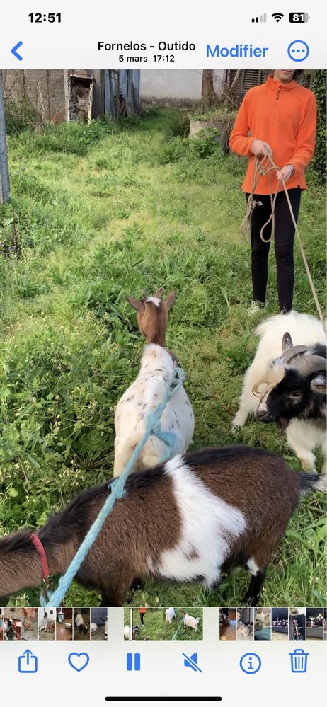 Duas cabras e o bode para venda muito meigos