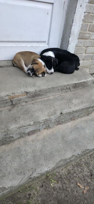 Szczeniaczki do wydania