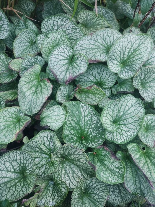 Brunera wielkolistna