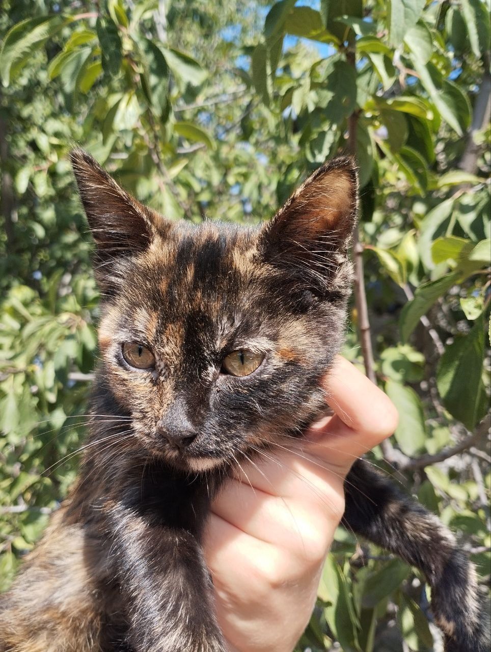 Котенок в добрые руки