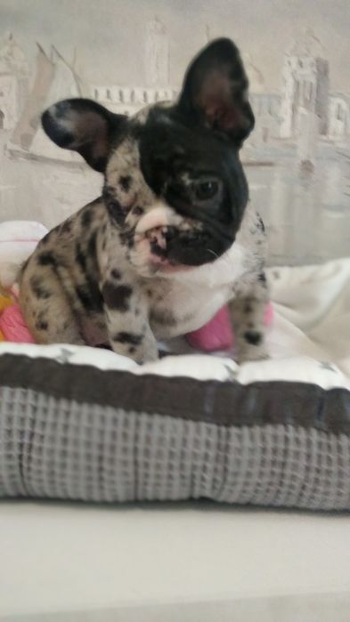 Шикарная красуня девчуля