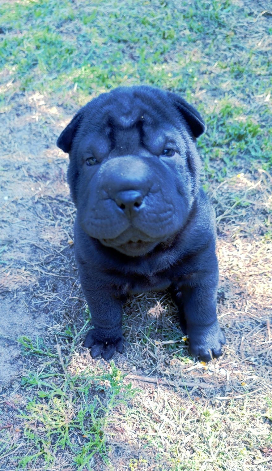 Shar pei.. bebe shar pei LOP Pedigree