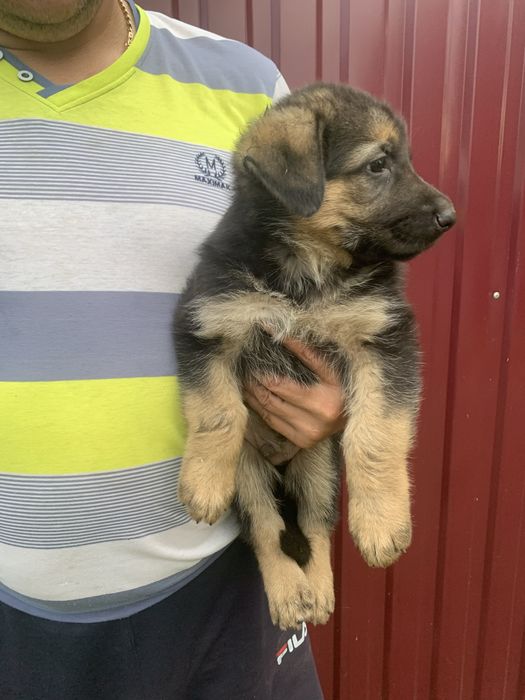 Продам цуценят Німецької вівчарки