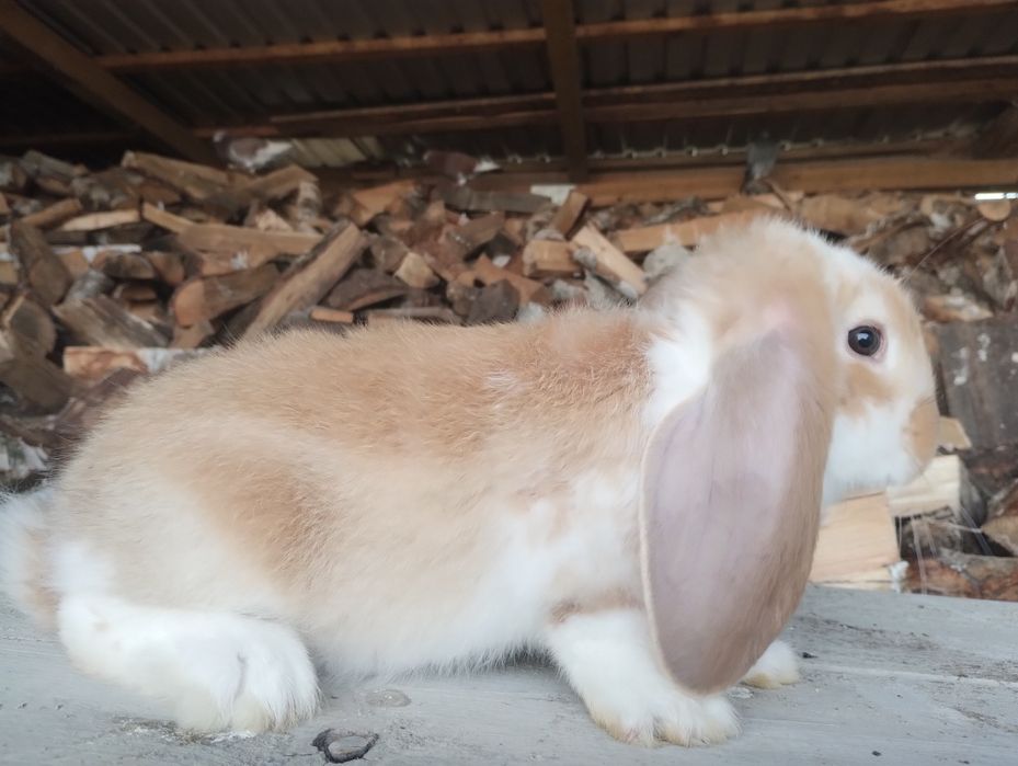 Sprzedam młode barany francuskie różne kolory