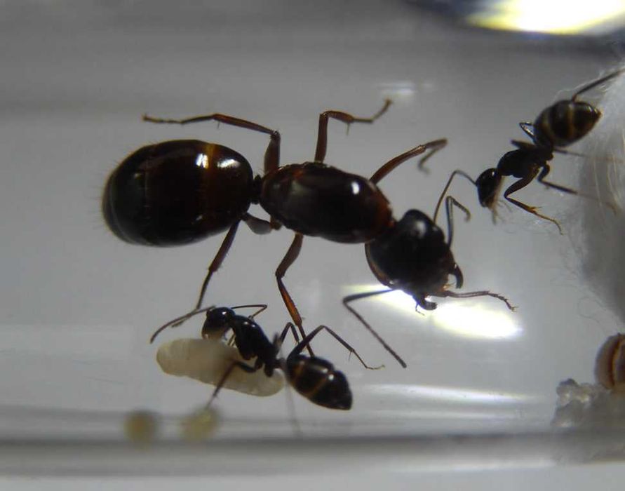 Муравьи Camponotus sylvaticus – купить с муравьиной фермой