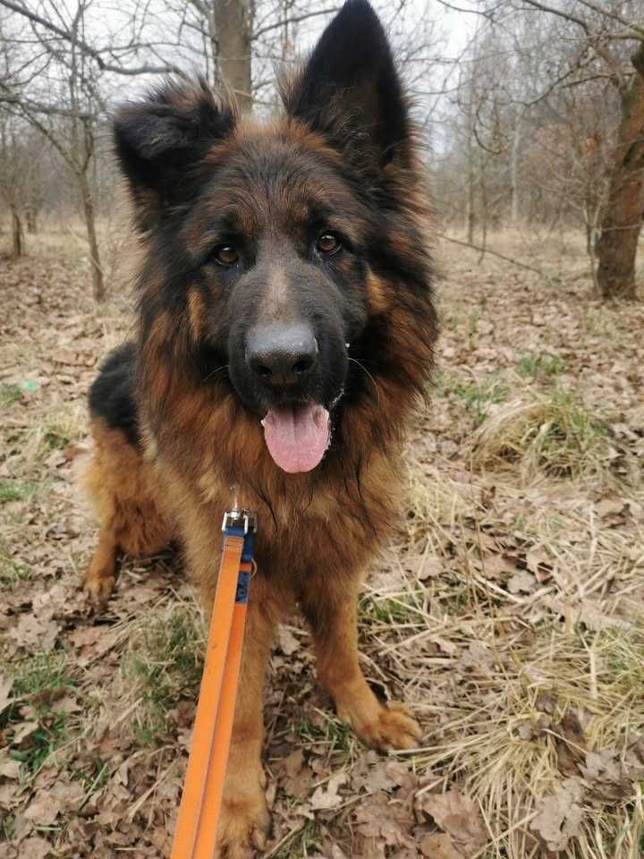 Axel czeka na dom...