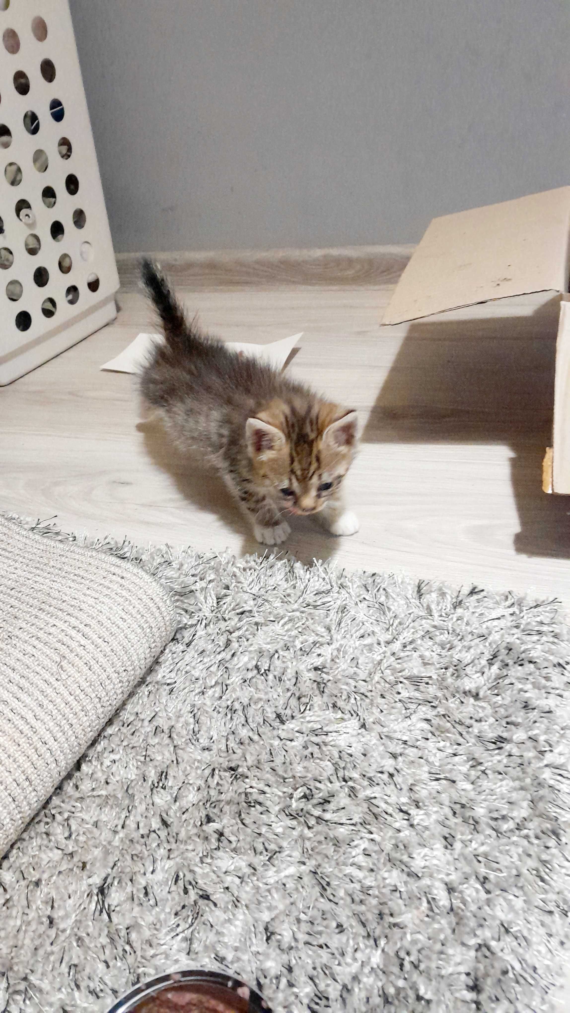 Cudne kocięta do adopcji
