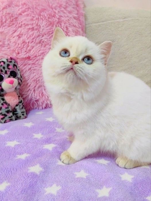 Золота шиншила поінт Чарівна крихітка