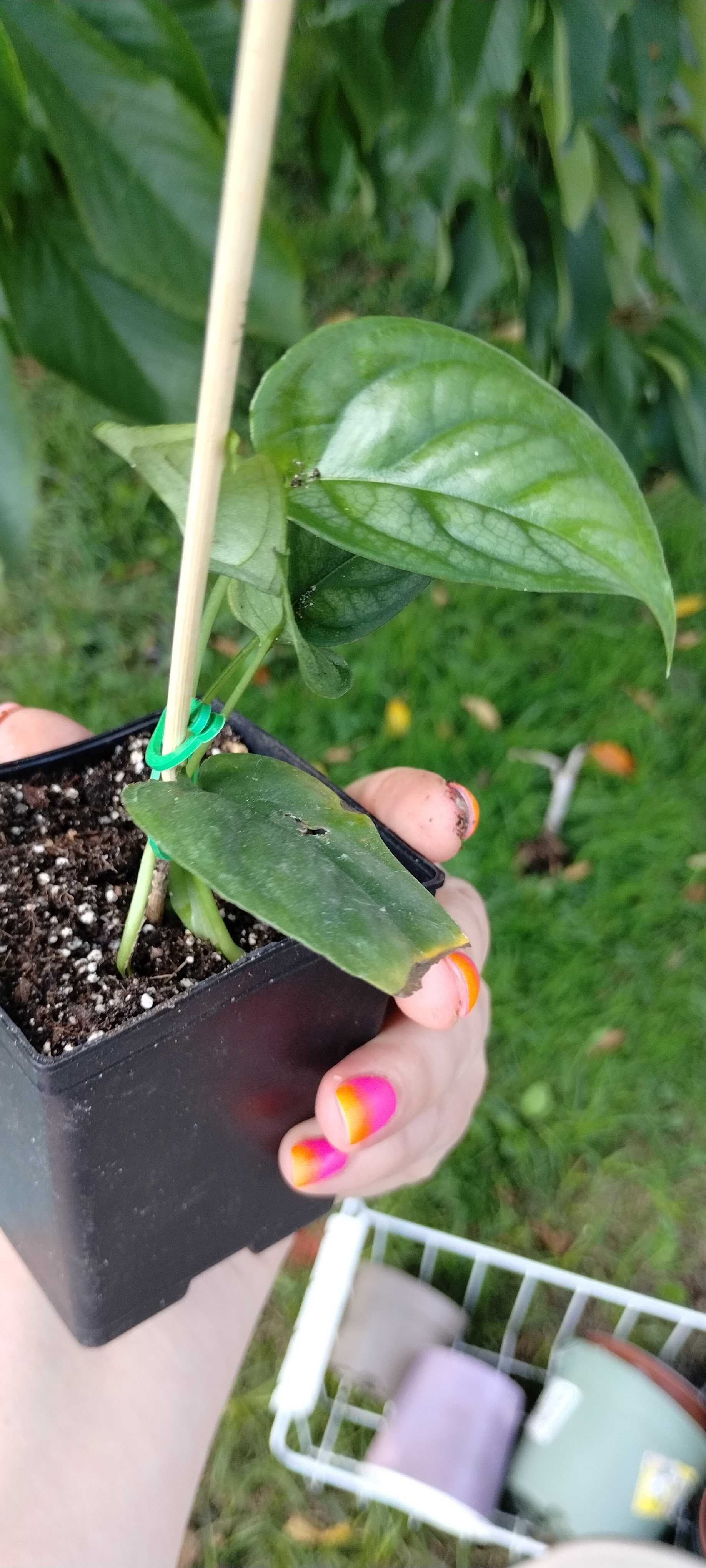 monstera siltepcana