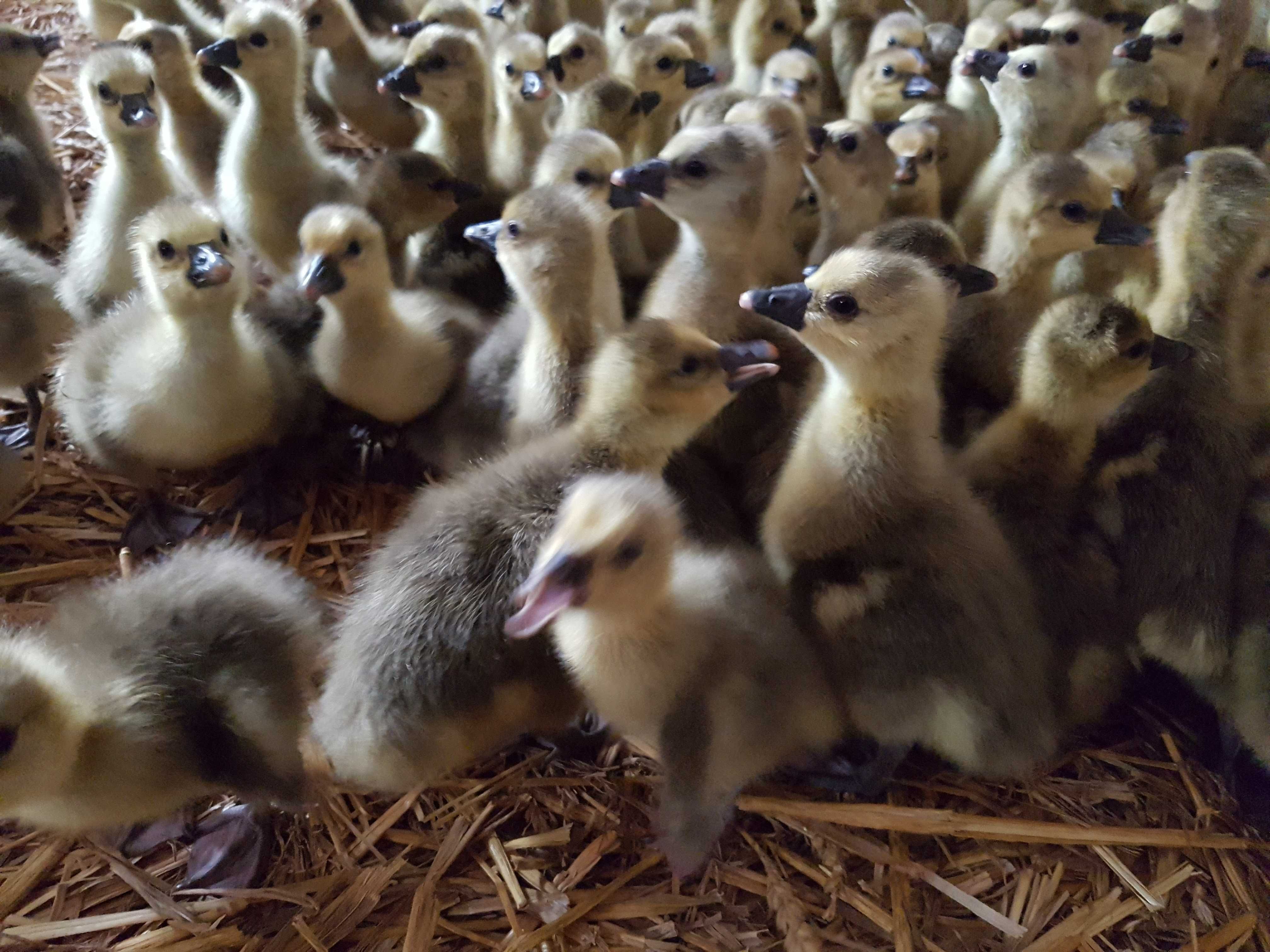 Gęś do dalszego odchowu landes, kołudzka, kubańska dostawa Gratis