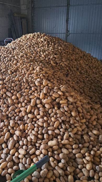 Ziemniaki, żółte, Królowa Anna