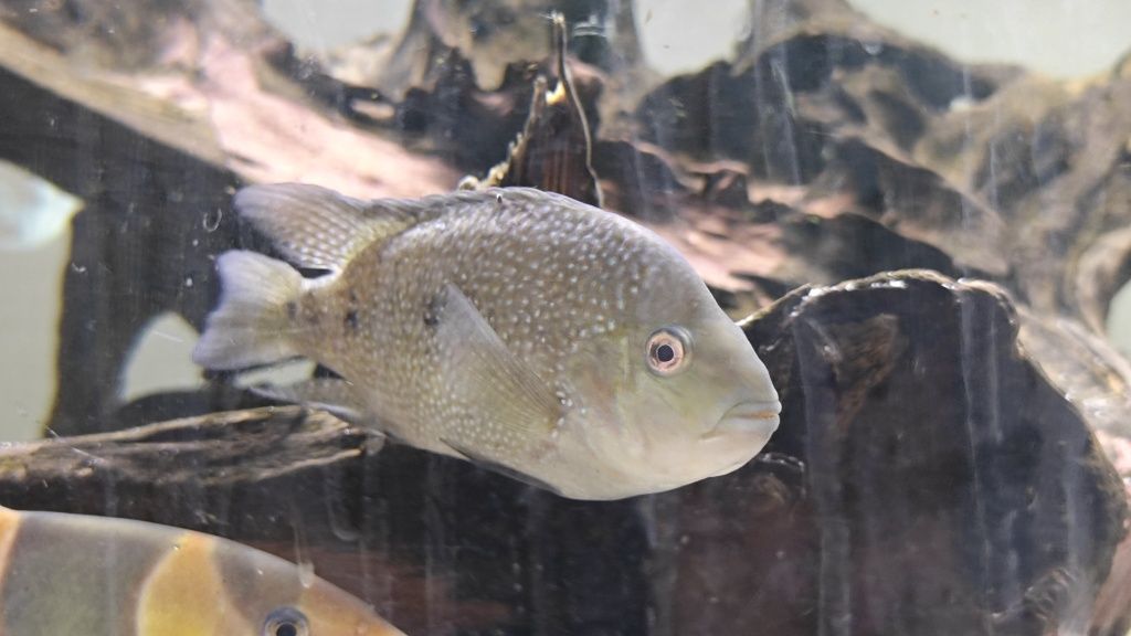 Herichthys tamasopensis pielęgnica unikat vieja
