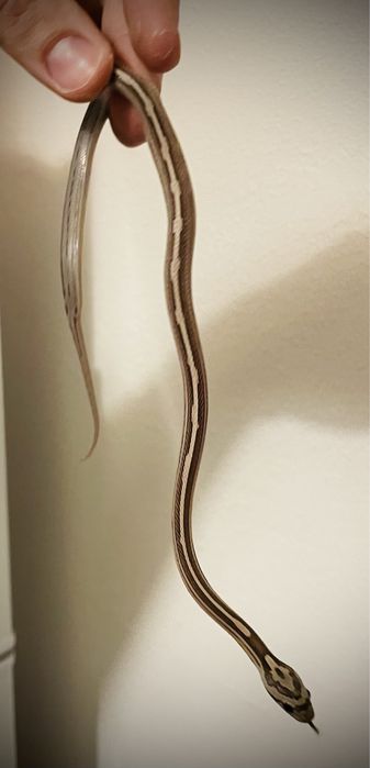 Wąż zbożowy z wyposażeniem