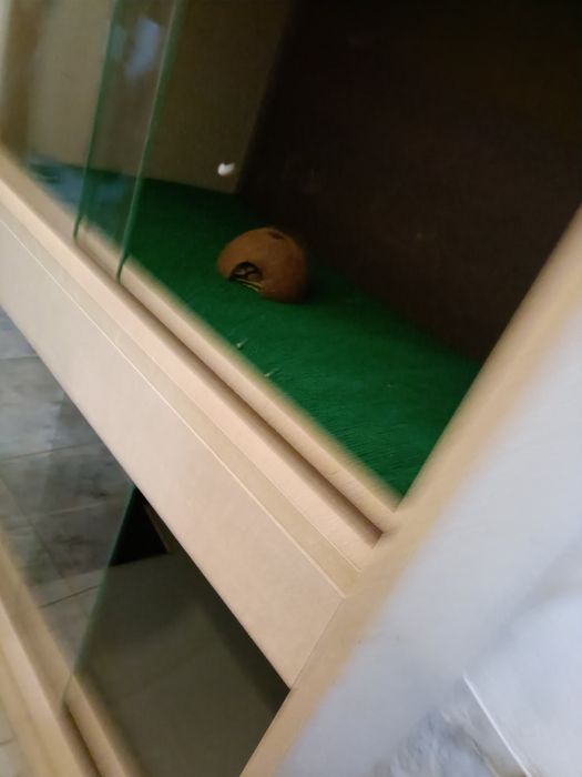 Terrário para repteis