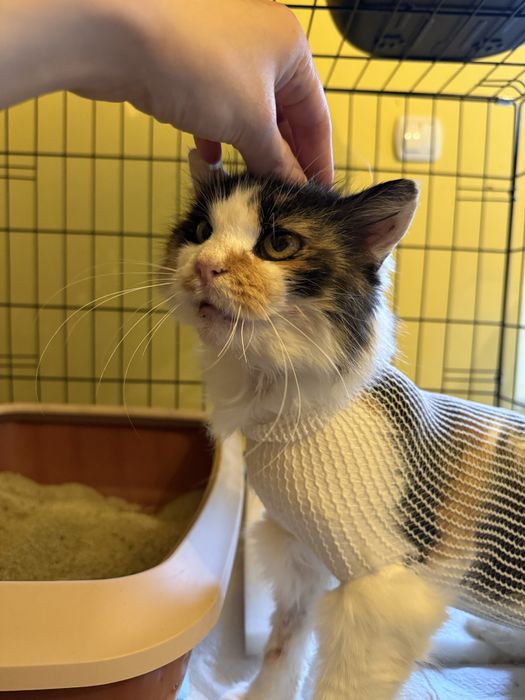 Merida - długowłosa tricolor kotka do adopcji