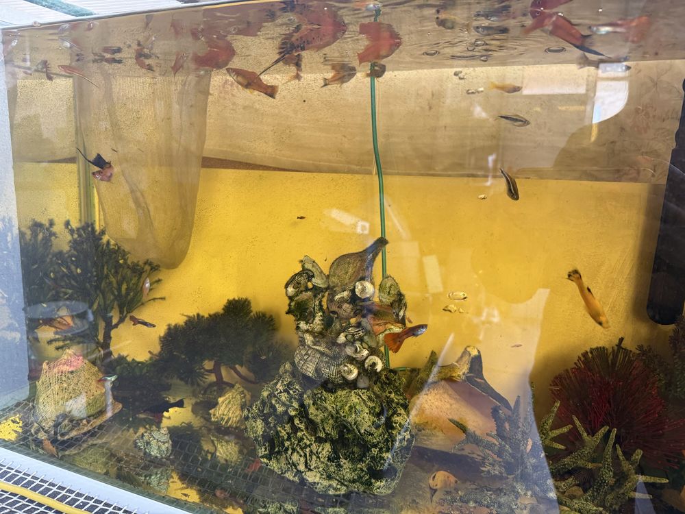 Peixes e aquarios