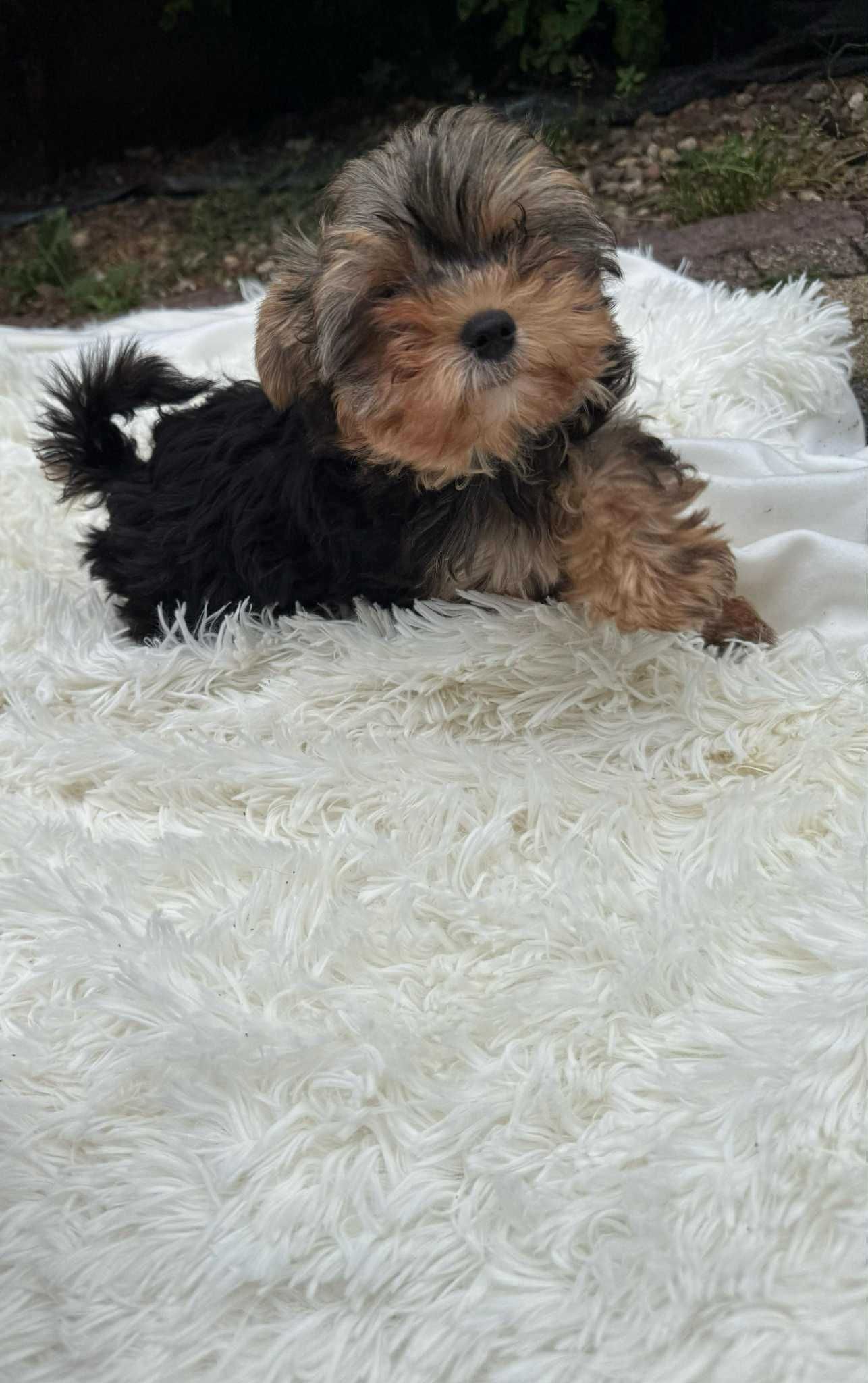 York Yorkshire Terrier słodki chłopczyk Czarno złoty gotowy do odbioru