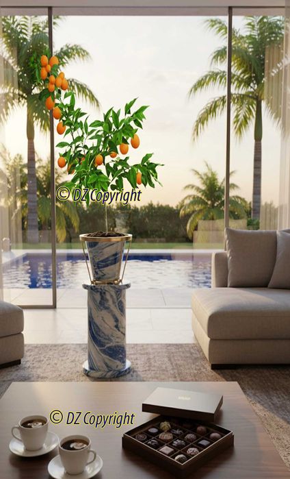 Planta Com Fruta / Kumquat Produtivo com 4 Anos !