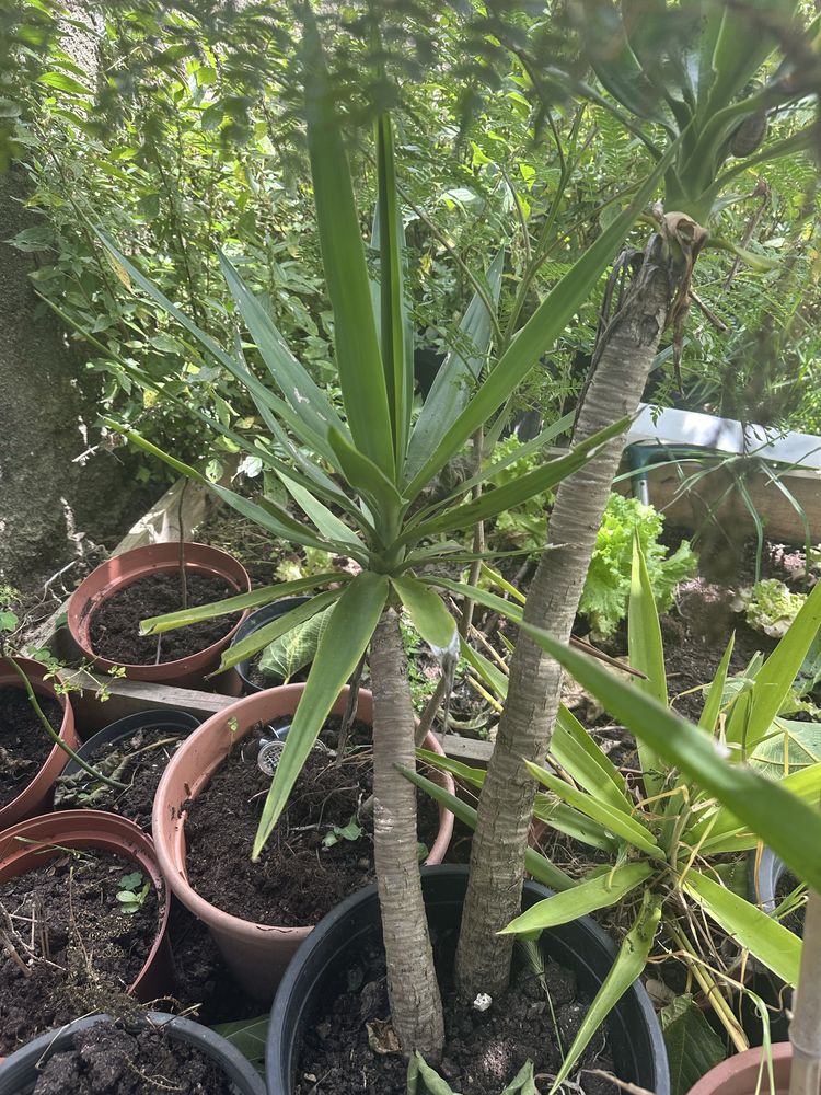 Planta yuca enraizadas