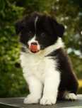 Piękna suczka BORDER COLLIE z metryką Związku Kynologicznego w Polsce