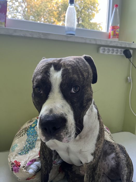 Amstaff do oddania