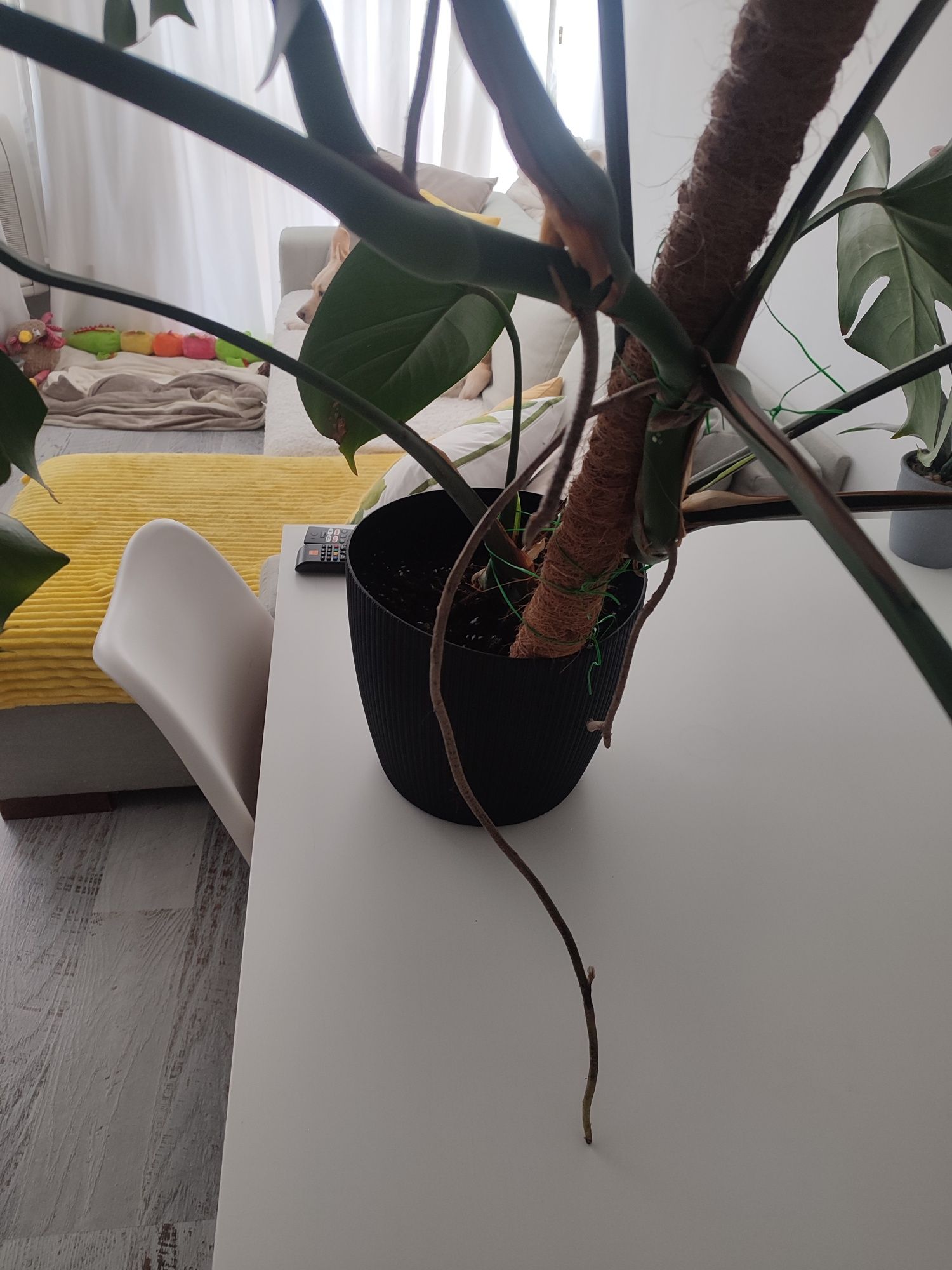 Monstera duża z dziurami