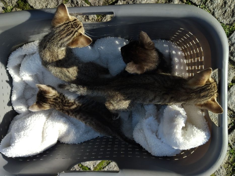 Dou gatinhos meigos e fofos