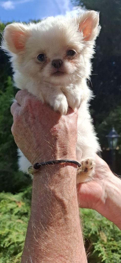 Chihuahua cudny piesek