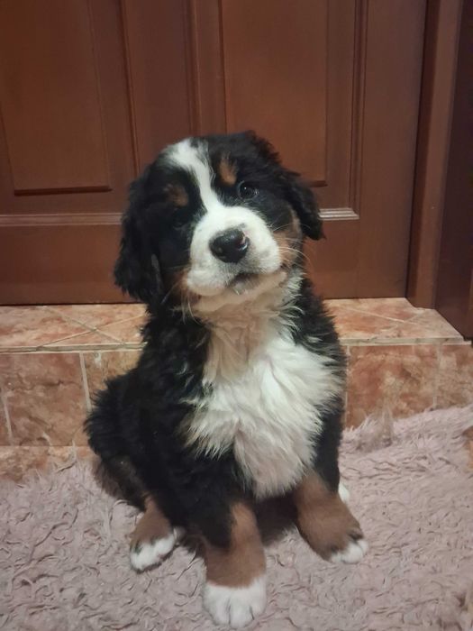 Berneński Pies Pasterski