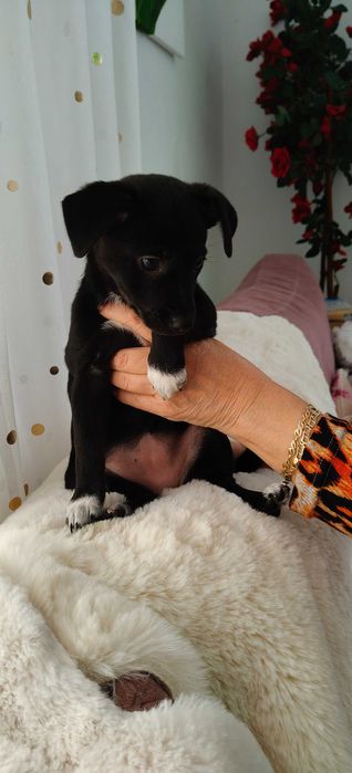 Czarna suczka szuka domu