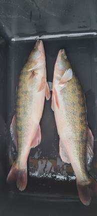 Sandacz sum jesiotr szczupak