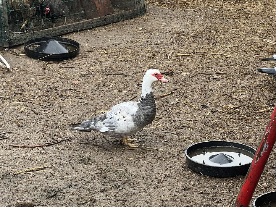 Vende-se patos caseiros