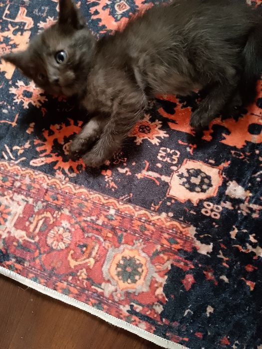 Чорненьке  кошеня в люблячу  родину