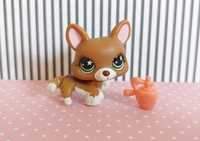 Littlest Pet Shop LPS unikatowy pies corgi #897