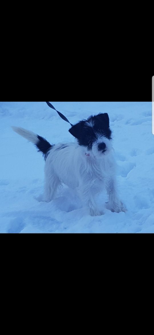 Jack Russell Terrier.Suczka