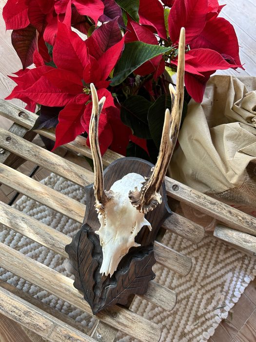 Trofeum myśliwskie/łowieckie jeleń/kozioł z opisem